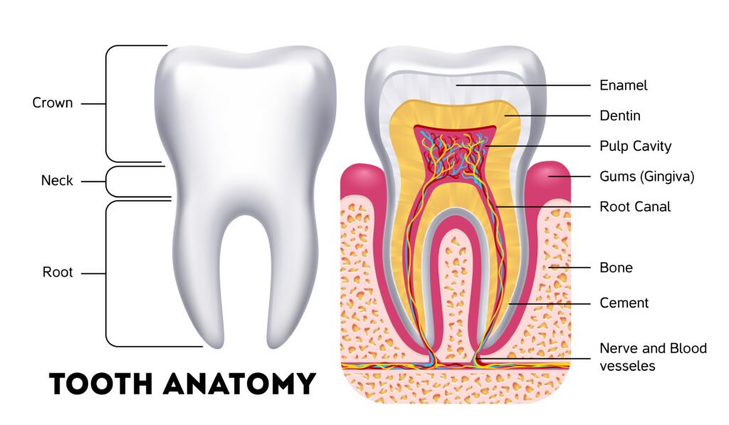 Vector de anatomía dental que muestra la dentina y otras capas de la estructura dental.