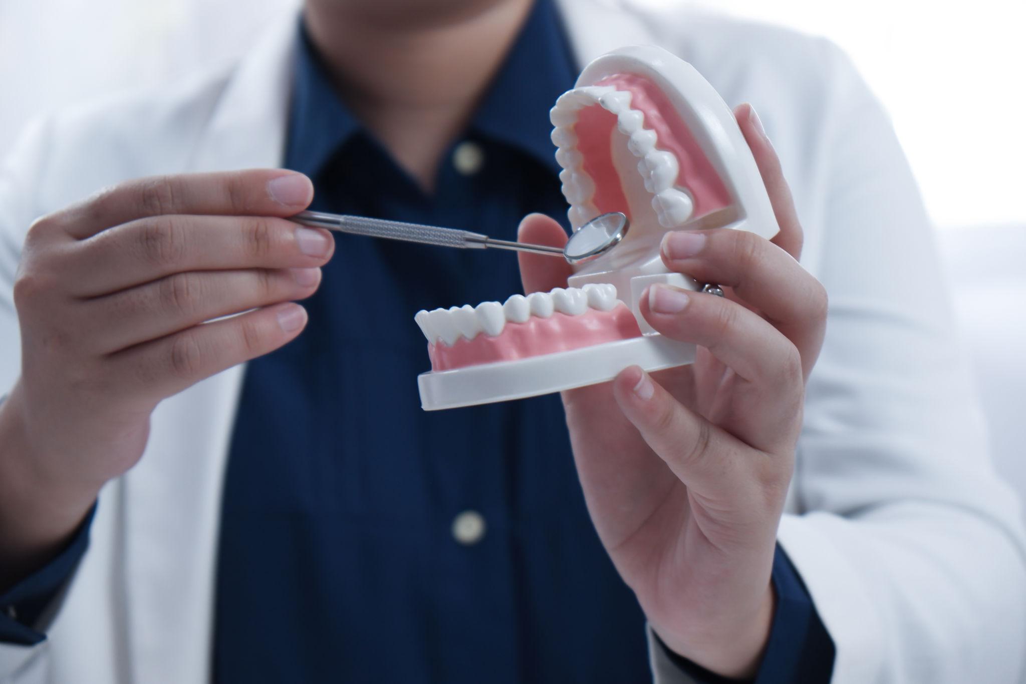 Dentist or dental professional holding a dental model and mirror to show teeth cleaning technique.